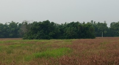 Pasinan, Gundukan Tanah Keramat di Sidoarjo yang Kini Ditinggalkan