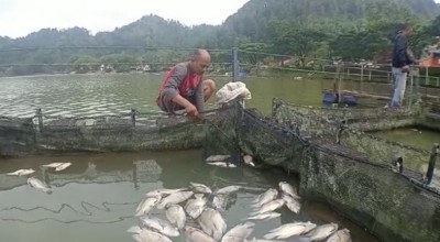 Ikan Tepapar Belerang Bisa Dikonsumsi, Asalkan...