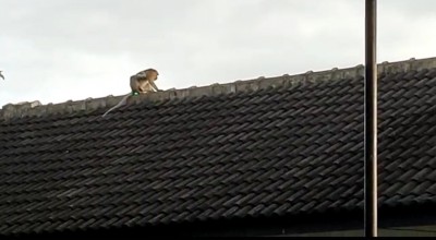 Warga Ponorogo Diteror Monyet, Asalnya dari Sini