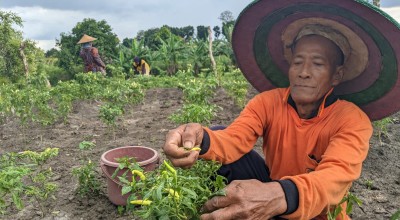 Petani Cabai di Mojokerto Panen Lebih Cepat Gegara Faktor Ini