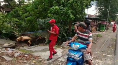 Diterjang Angin, Pohon Setinggi 15 M di Jombang Ambruk, Listrik Padam