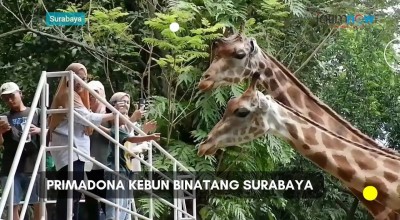 Video: Primadona Kebun Binatang Surabaya