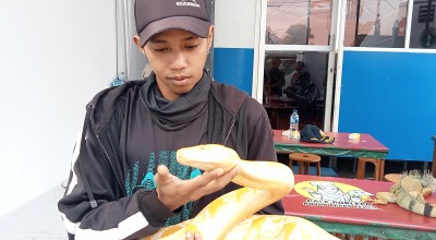 Tips Merawat Ular Piton dan Cara Menangani Penyakitnya