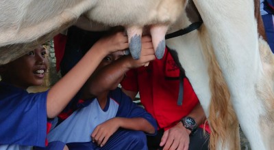 Asyiknya Memerah Susu dan Tanaman Organik di Eduwisata Tulungagung