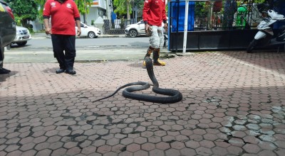 King Kobra dan Kukang Jawa yang Diamankan di Trenggalek Diserahkan ke BKSDA