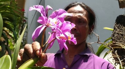 Hobi Dolan di Hutan, Pria Jombang Raup Cuan Budidaya Anggrek Wonosalam