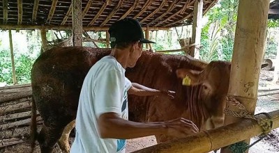 Penyakit LSD Hewan Ternak di Ponorogo Meluas, 49 Ekor Sapi Positif
