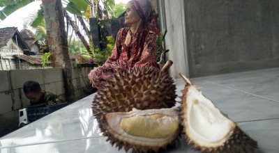 Mengenal Durian Mugit dan Pandan Arum, Varietas asli Bojonegoro