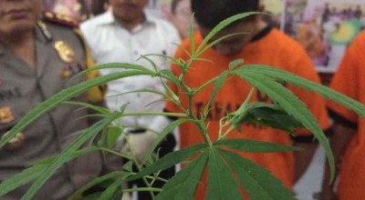 Geledah Rumah Pengedar Sabu di Bangkalan, Polisi Temukan 5 Pohon Ganja