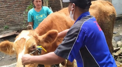 PMK Kembali Merebak, Puluhan Sapi di Jombang Terjangkit