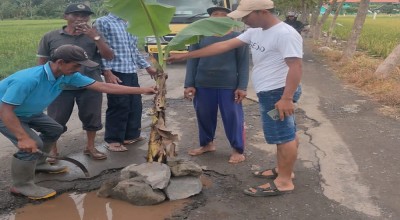 Warga Damarsi Tanam Pohon Pisang di Jalan Penghubung Desa yang Rusak