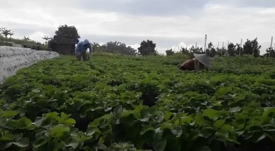 Petani Stroberi Kota Batu Menjerit Terdampak Cuaca Buruk
