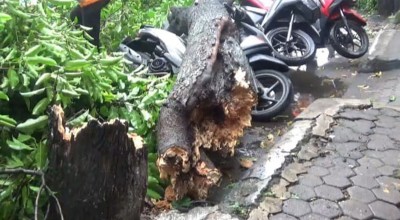 Pohon Tumbang Akibat Hujan Angin di Jombang Timpa 3 Motor