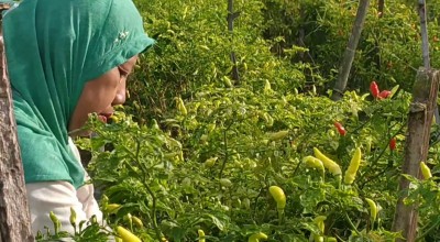 Harga Cabai Rawit Meroket akibat Cuaca Ekstrem, Petani di Jombang Full Senyum