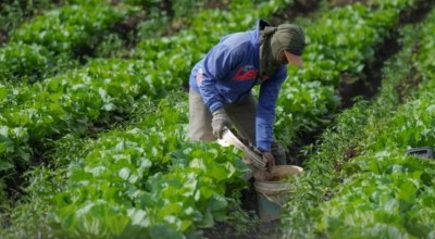 Harga Sayur Tak Menentu, Petani Diajak Lirik Kopi