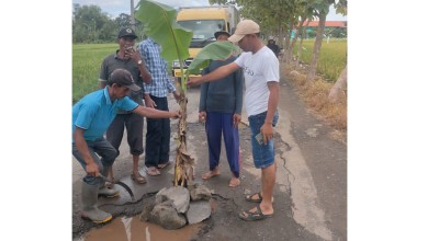 Jalan Rusak Bikin Kesal Warga Sidoarjo: Tanami Pisang, Ditambal Sendiri