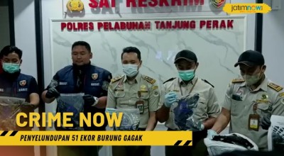 Penyelundupan 51 Burung Gagak Digagalkan