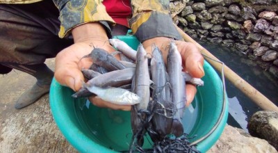 Sepekan Ramadan, Ribuan Ikan Air Tawar di Pacitan Mati