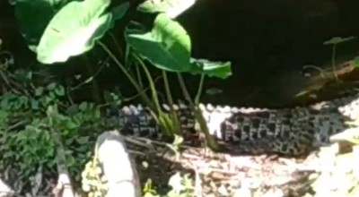 Tiga Ekor Buaya Muncul di Sungai Janti Kediri, Warga Resah