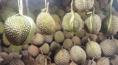 Viral Durian Mentah Wisata Cheng Hoo Pandaan, Pedagang: Kami Siap Mengganti