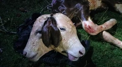 Viral Sapi Berkepala Dua Lahir di Malang