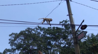Puluhan Ekor Monyet Wisata Mendit Malang Resahkan Warga