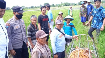 Petani Banyuwangi Ditemukan Tewas Tergeletak di Areal Persawahan