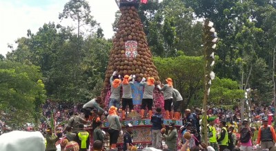Keseruan Warga Berebut saat Kenduri Durian Wonosalam Jombang