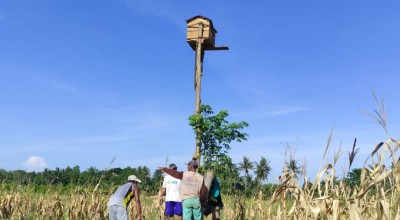 Petani Banyuwangi Manfaatkan Burung Hantu Basmi Hama Tikus