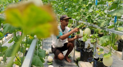 Gagal Jadi Bos Kafe, Pria Banyuwangi Sukses jadi Petani Melon Milenial