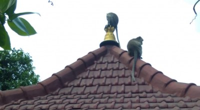 Disparbud Kabupaten Malang Tindaklanjuti Teror Monyet di Wisata Wendit