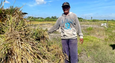 Jelang Panen Raya Harga Gabah di Jombang Anjlok