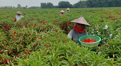 Berkah Ramadan, Petani Bunga Pacar Air di Jombang Nikmati Panen