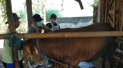 4 Kecamatan di Kabupaten Blitar Ditemukan Kasus LSD Baru, Apa Itu?