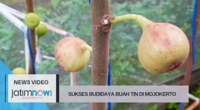 Sukses Budidaya Buah Surga Di Mojokerto