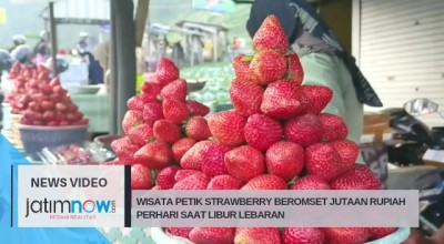 Wisata Petik Strawberry Beromset Jutaan Rupiah Perhari Selama Libur Lebaran