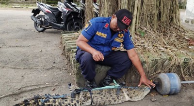 BBKSDA Sebut Buaya Muara di Sungai Janti Kediri Milik Warga, Sengaja Dilepas?