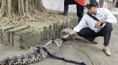 Buaya Muara Boleh Dipelihara asal Berizin, BBKSDA: Jangan Seneng Pas Lucunya Saja