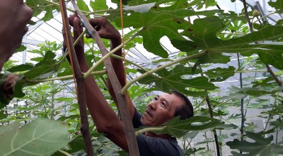 Jatuh-Bangun Yayan Hingga Sukses Budidaya Buah Tin di Mojokerto