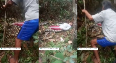 Cek Fakta: Wanita Tewas Dimangsa Ular Piton di Kebun Kopi Satak Kediri