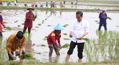 Tanam Padi di Tuban, Presiden Jokowi Dorong Petani Gunakan Pupuk Organik