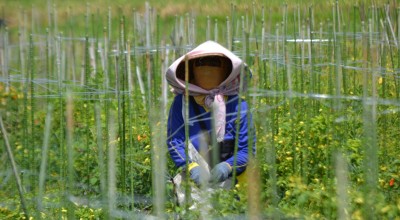 Cuaca Ekstrem Bikin Petani Cabai Rawit di Banyuwangi Terancam Gagal Panen