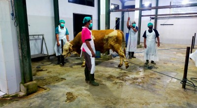 Jadi Pilot Project Sertifikasi Halal Nasional, Dua RPH di Banyuwangi Lolos Audit