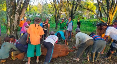Melihat Tradisi Sembelih Sapi Jelang Lebaran di Kaki Gunung Raung