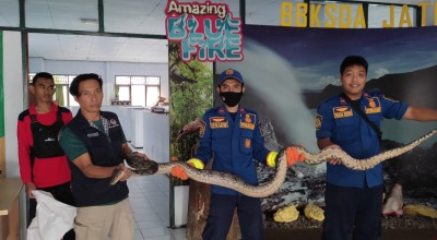 Cerita Pemudik asal Banyuwangi 'Bayar' Tiket Bus dengan Tas Berisi Ular Piton