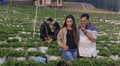 Alhamdulillah, Wisata Petik Strawberry di Sarangan Raup Cuan saat Libur Lebaran