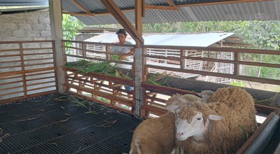 Bermodal Kambing, Peternak di Jombang Daftar Bacaleg PDIP
