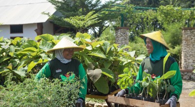 SIG Tanam Pohon Kaliandra Merah di Tuban dan Sumbar