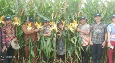 Formula Bioteknologi Jagung Bakal Diuji Coba di Lamongan
