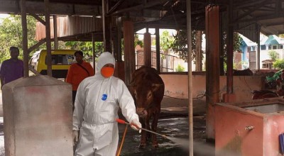 BPBD Umumkan PMK di Jatim Terkendali, Ini Datanya